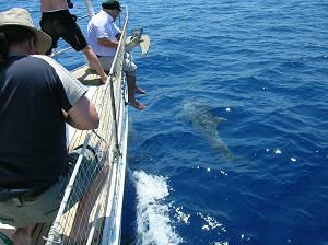 Dolphins, Naxos Yacht Sailing